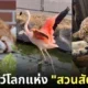 ภาพสัตว์โลกน่ารัก สวนสัตว์โทบุ Tobu Zoo ประเทศญี่ปุ่น