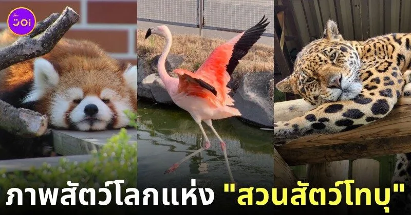 ภาพสัตว์โลกน่ารัก สวนสัตว์โทบุ Tobu Zoo ประเทศญี่ปุ่น