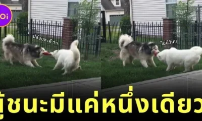 สองหมาไซยื้อยุดฉุดกระชากของเล่นเป็นจังหวะ! ชาวเน็ตลุ้นกันมันส์ ใครจะได้ไปครอง!?