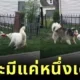 สองหมาไซยื้อยุดฉุดกระชากของเล่นเป็นจังหวะ! ชาวเน็ตลุ้นกันมันส์ ใครจะได้ไปครอง!?