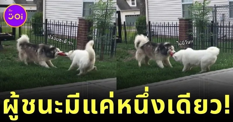 สองหมาไซยื้อยุดฉุดกระชากของเล่นเป็นจังหวะ! ชาวเน็ตลุ้นกันมันส์ ใครจะได้ไปครอง!?