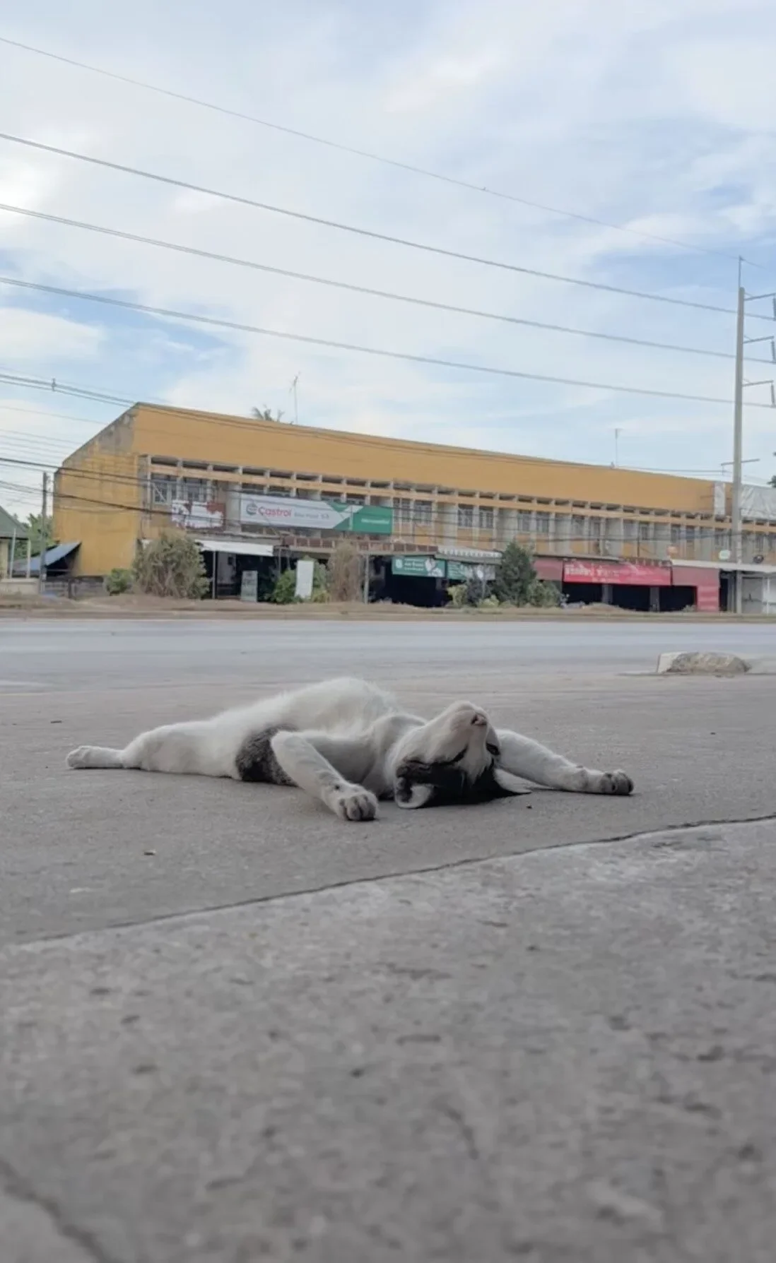 คลิปน้องแมวที่นอนแบบไม่เอาอะไรแล้ว TikTok