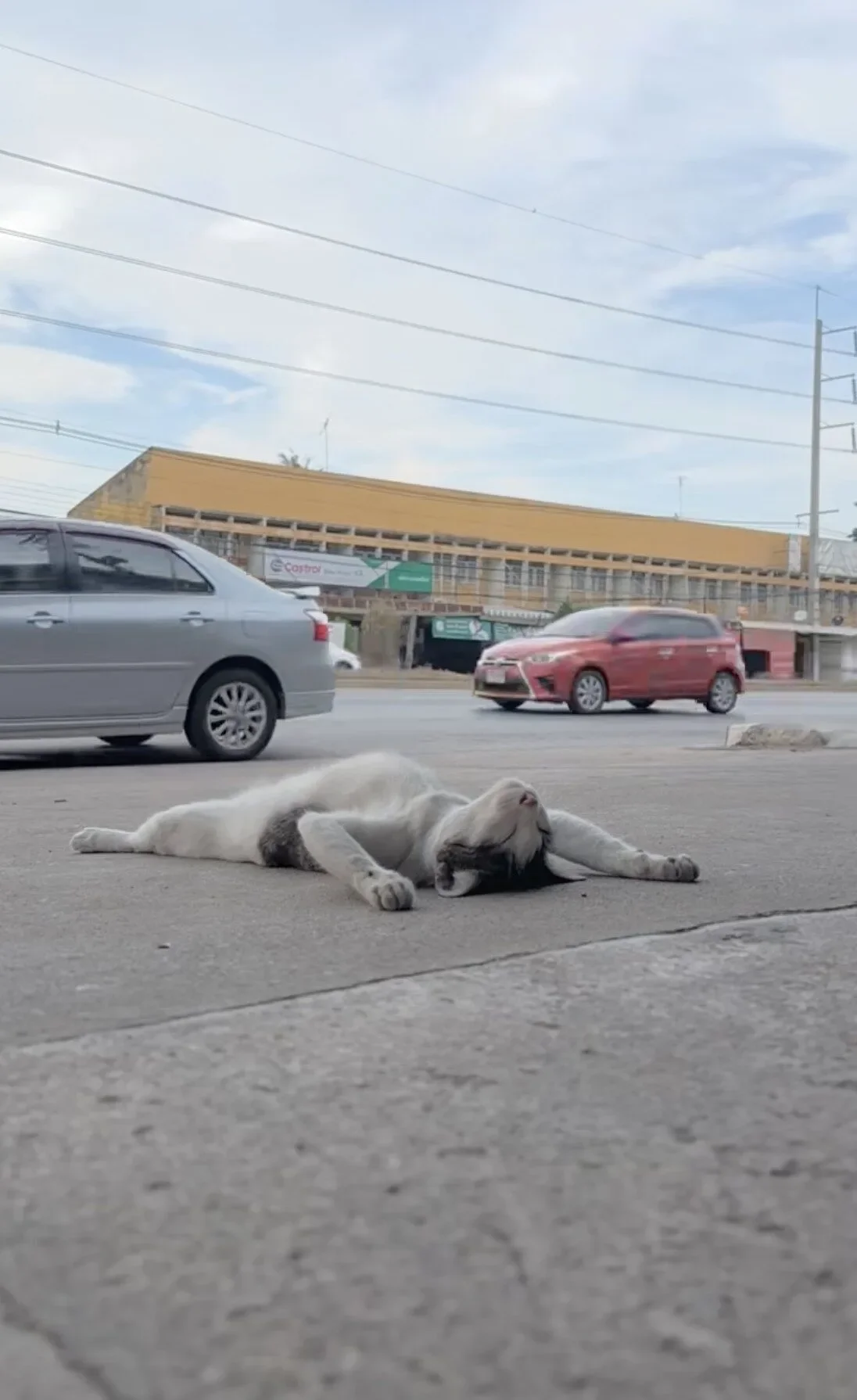 คลิปน้องแมวที่นอนแบบไม่เอาอะไรแล้ว TikTok