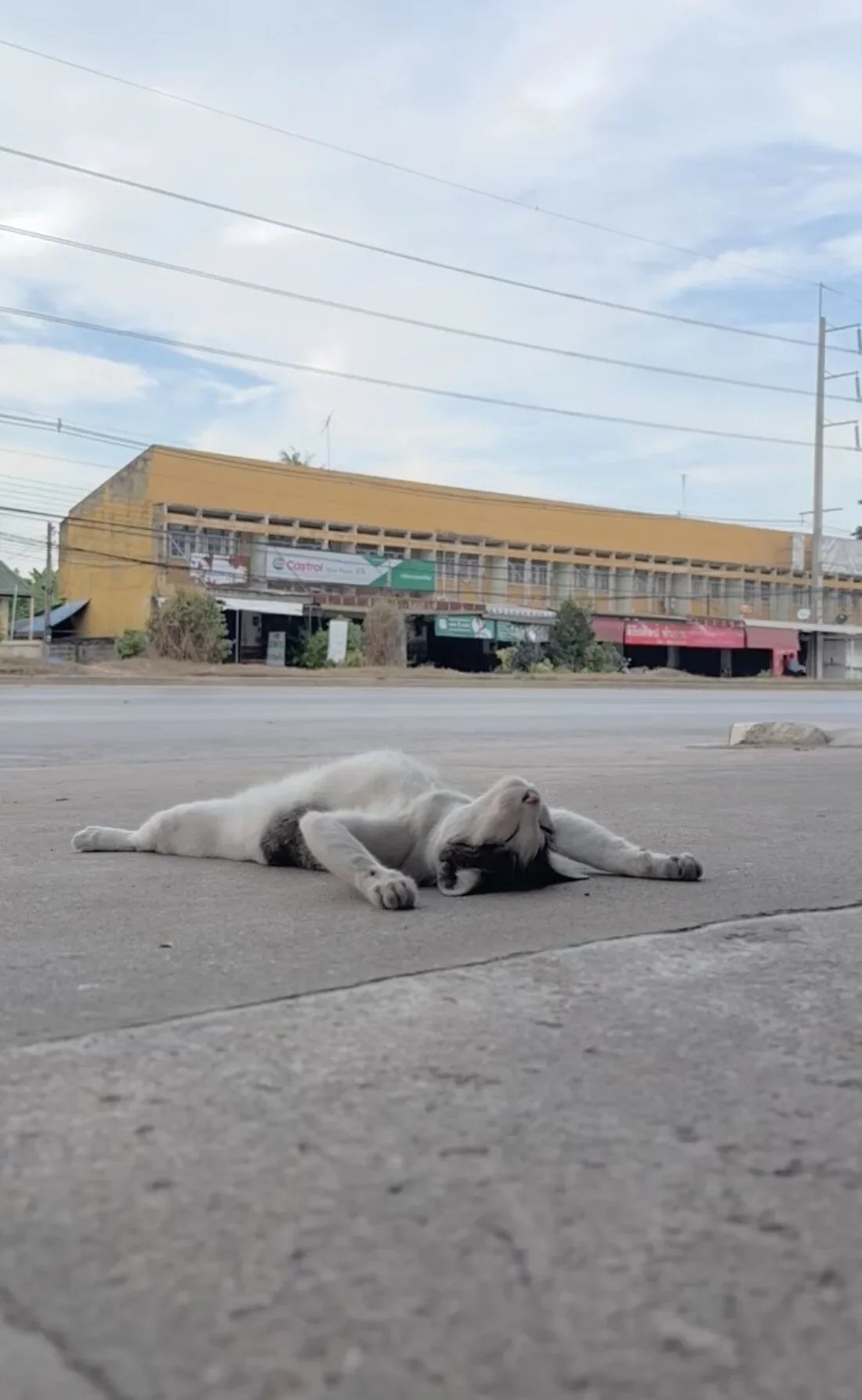 คลิปน้องแมวที่นอนแบบไม่เอาอะไรแล้ว TikTok