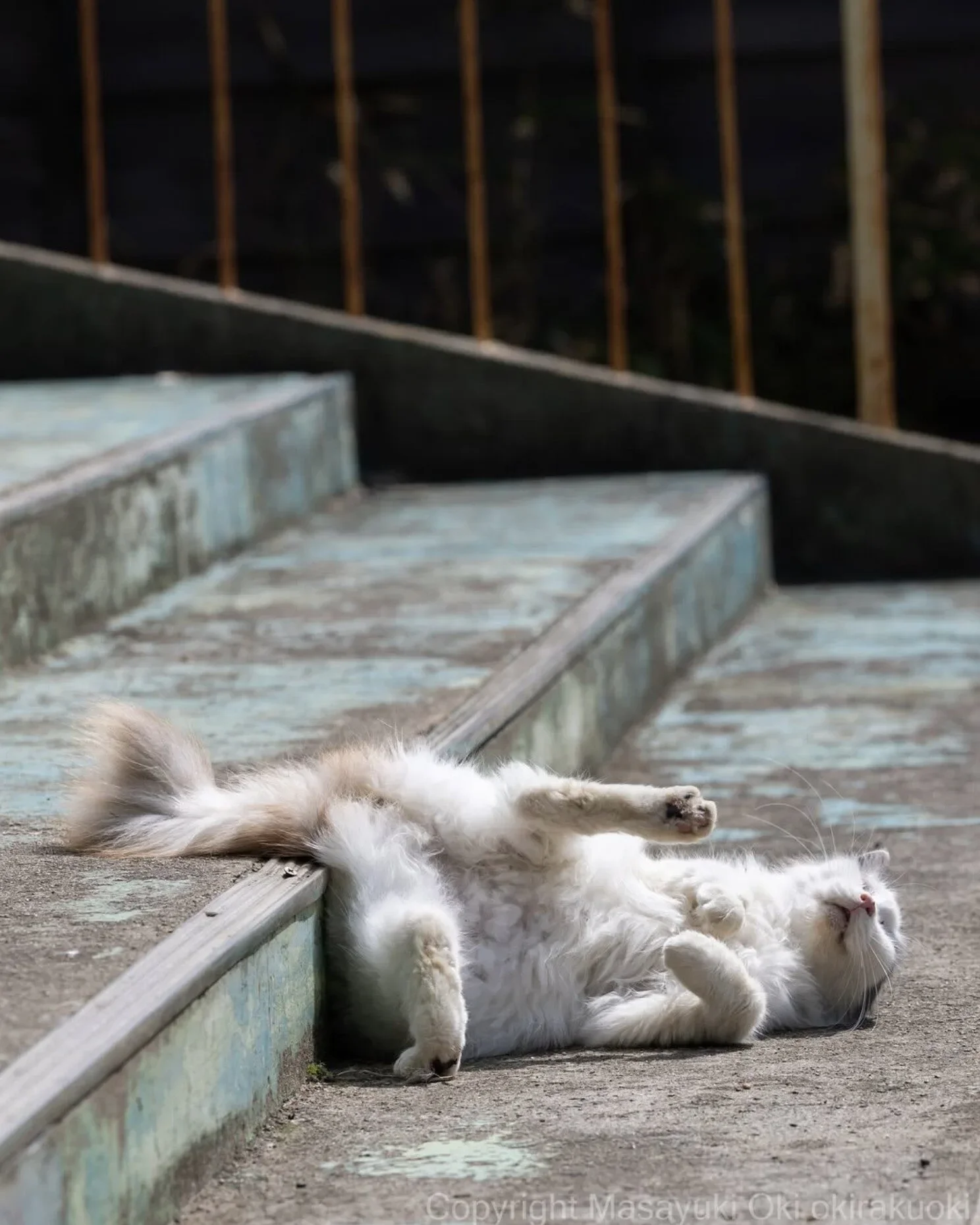 ภาพแมวจรจัด ช่างภาพชาวญี่ปุ่น Masayuki Oki