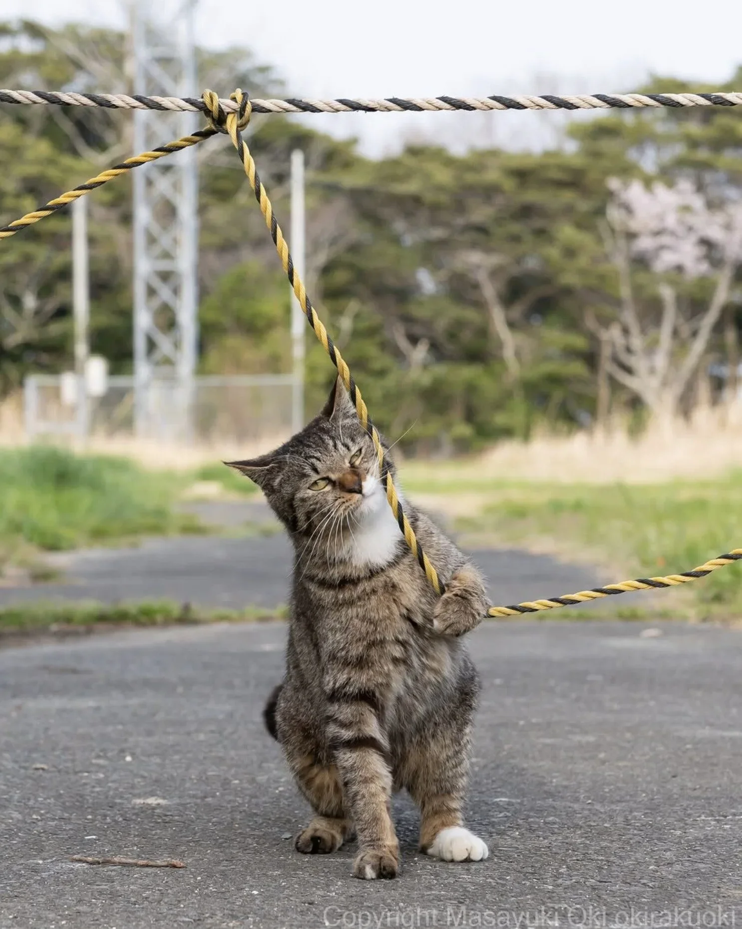 ภาพแมวจรจัด ช่างภาพชาวญี่ปุ่น Masayuki Oki