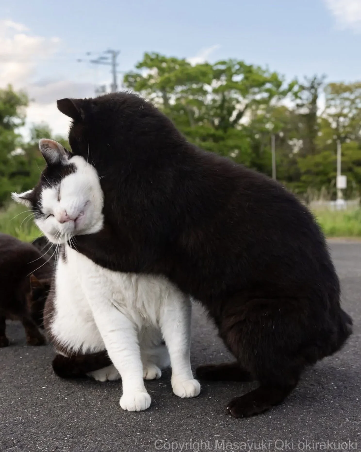 ภาพแมวจรจัด ช่างภาพชาวญี่ปุ่น Masayuki Oki