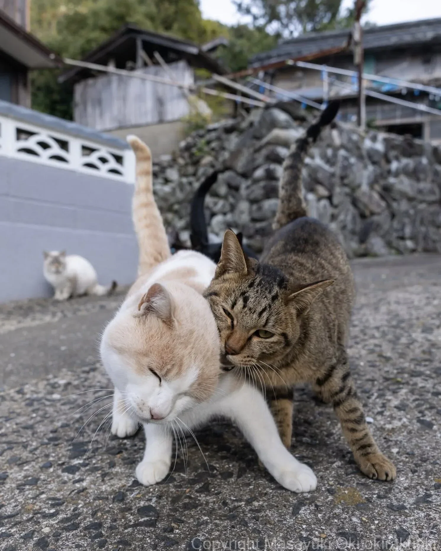 ภาพแมวจรจัด ช่างภาพชาวญี่ปุ่น Masayuki Oki