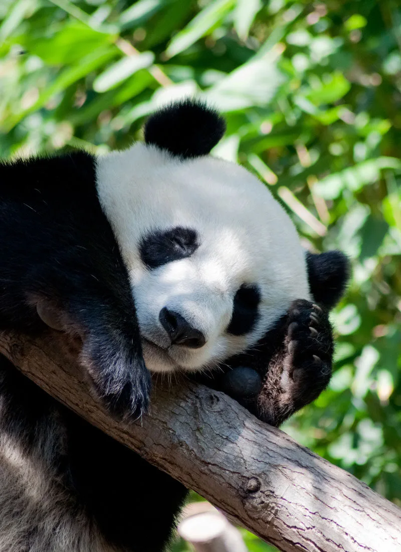 พาส่อง 20 ภาพสัตว์โลกน่ารักตอนนอนหลับ ที่หลายคนไม่เคยเห็นมาก่อน!