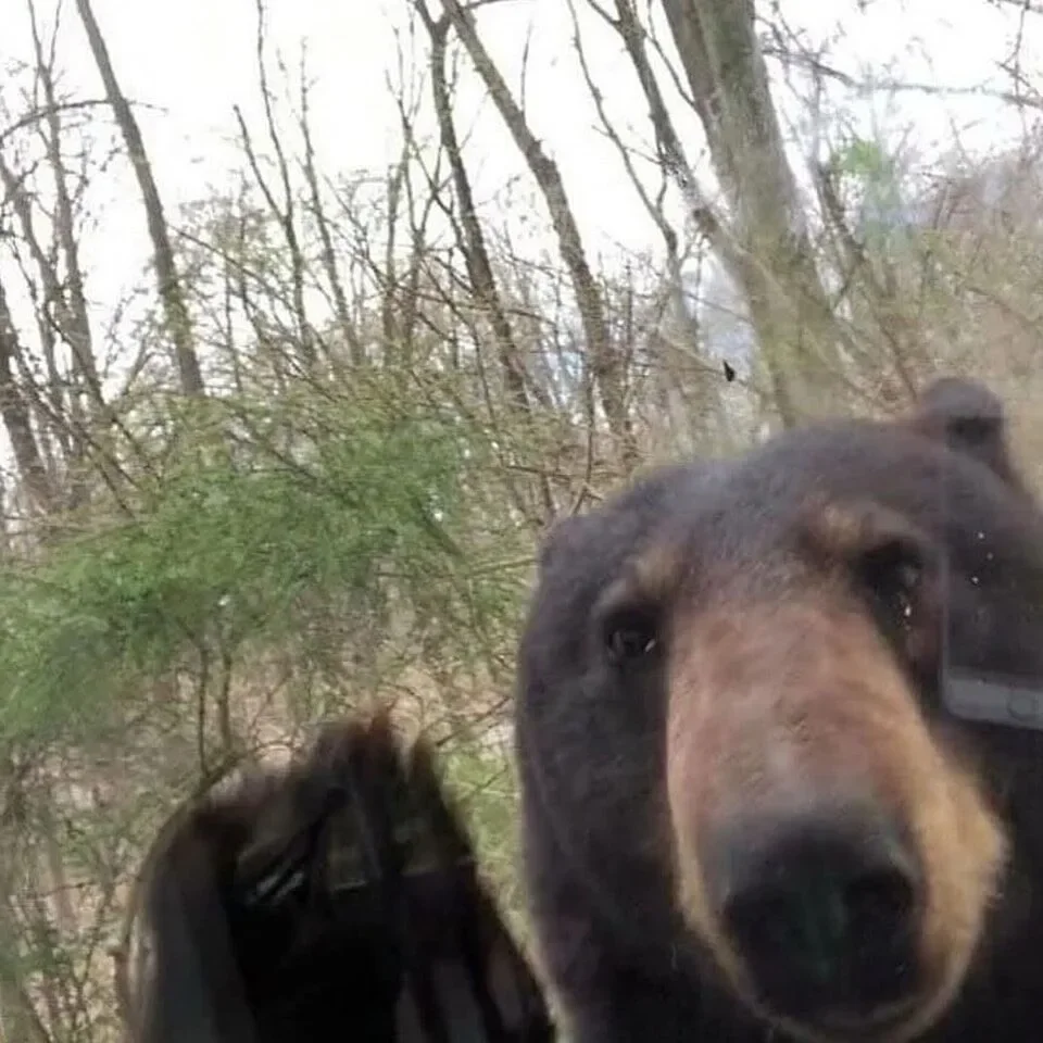 พาส่อง 9 ภาพเซลฟี่ของเจ้าหมีป่าหลากหลายสายพันธุ์ผ่านกล้องล่าสัตว์ (Camera Trap) ที่ทำให้น้องดูเหมือนหมามากกว่าหมี