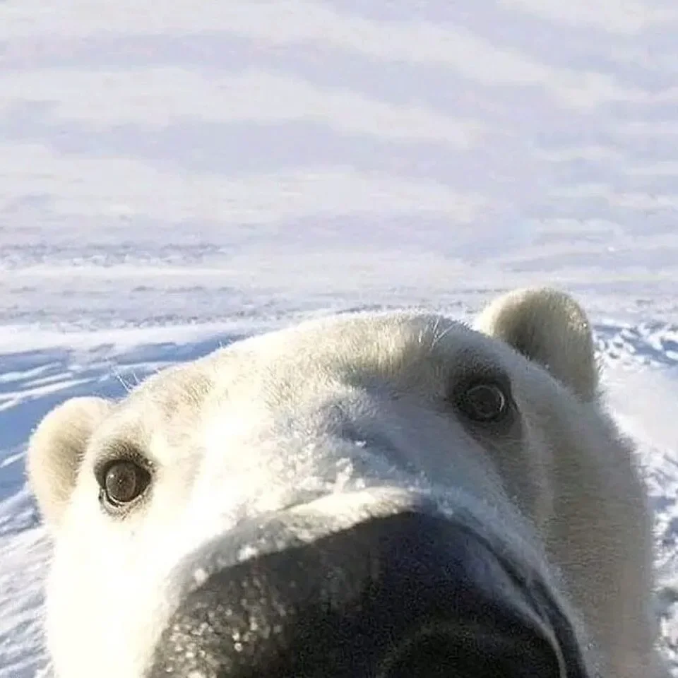 พาส่อง 9 ภาพเซลฟี่ของเจ้าหมีป่าหลากหลายสายพันธุ์ผ่านกล้องล่าสัตว์ (Camera Trap) ที่ทำให้น้องดูเหมือนหมามากกว่าหมี