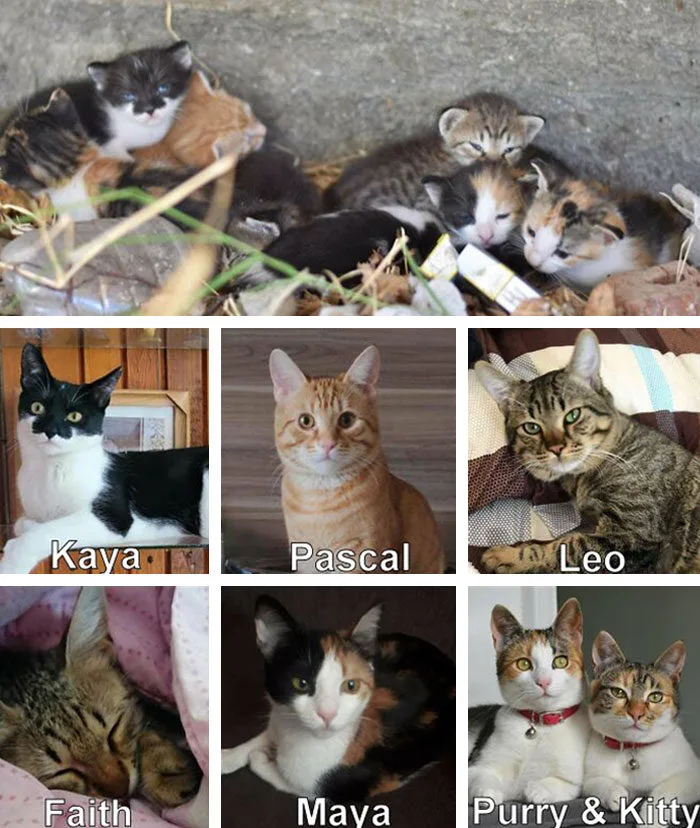 ส่อง 25 ภาพก่อนและหลังแมวจรจัดได้รับอุปการะ พลังแห่งความรักของทาสแมว ทำให้หน้าตาของน้อง ๆ เปลี่ยนมาน่ารักได้จริง! (ภาค 3)