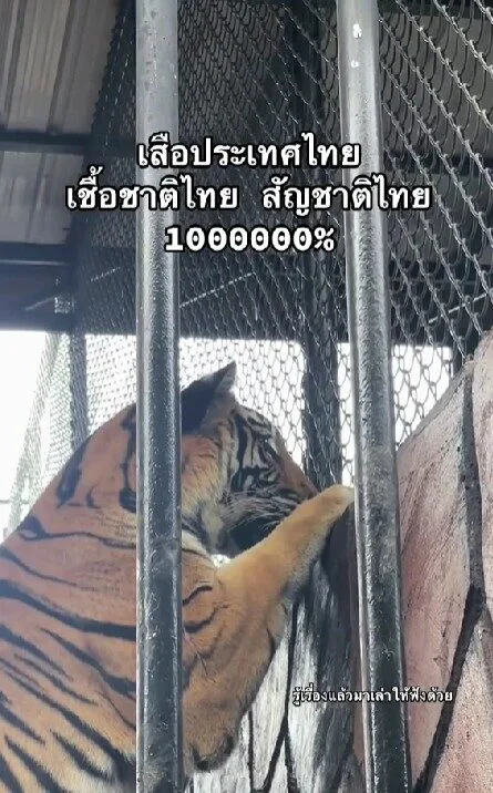เสือในสวนสัตว์ศรีอยุธยาแอบใส่ใจเพื่อนบ้าน จนชาวเน็ตแห่แซวนี่มันเสือสัญชาติไทยแท้ล้านเปอร์เซ็นต์!