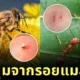 พาส่อง 12 รอยแมลงกัด ตุ่มที่เห็นขึ้นบนร่างกาย มาจากสัตว์อะไร? พร้อมวิธีดูแลเบื้องต้น