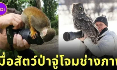 20 funny pictures of wildlife approach photographers