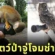 20 funny pictures of wildlife approach photographers