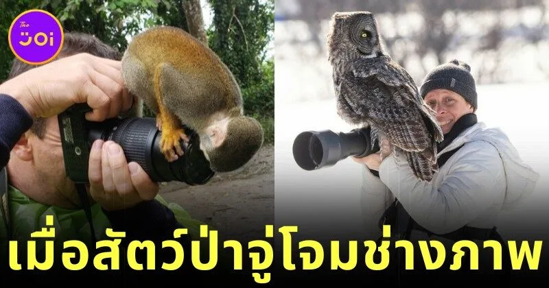20 funny pictures of wildlife approach photographers