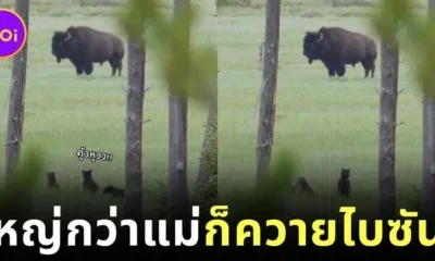 เด็กก็ยังเป็นเด็กอยู่วันยันค่ำ! ลูกหมีน้อยตื่นตาตื่นใจจนยืนสองขาตัวตรงปึ้ก เมื่อได้เห็น "ควายไบซัน" เป็นครั้งแรกในชีวิต ทำชาวเน็ตทั่วโลกใจละลาย