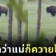 เด็กก็ยังเป็นเด็กอยู่วันยันค่ำ! ลูกหมีน้อยตื่นตาตื่นใจจนยืนสองขาตัวตรงปึ้ก เมื่อได้เห็น "ควายไบซัน" เป็นครั้งแรกในชีวิต ทำชาวเน็ตทั่วโลกใจละลาย