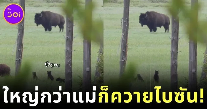 เด็กก็ยังเป็นเด็กอยู่วันยันค่ำ! ลูกหมีน้อยตื่นตาตื่นใจจนยืนสองขาตัวตรงปึ้ก เมื่อได้เห็น "ควายไบซัน" เป็นครั้งแรกในชีวิต ทำชาวเน็ตทั่วโลกใจละลาย