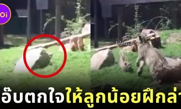 เผยคลิปไวรัล "แม่เสือดาวหิมะแอ๊บตกใจเว่อร์วัง" สอนลูกน้อยฝึกทักษะล่าเหยื่อแบบมือโปร