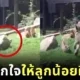 เผยคลิปไวรัล "แม่เสือดาวหิมะแอ๊บตกใจเว่อร์วัง" สอนลูกน้อยฝึกทักษะล่าเหยื่อแบบมือโปร