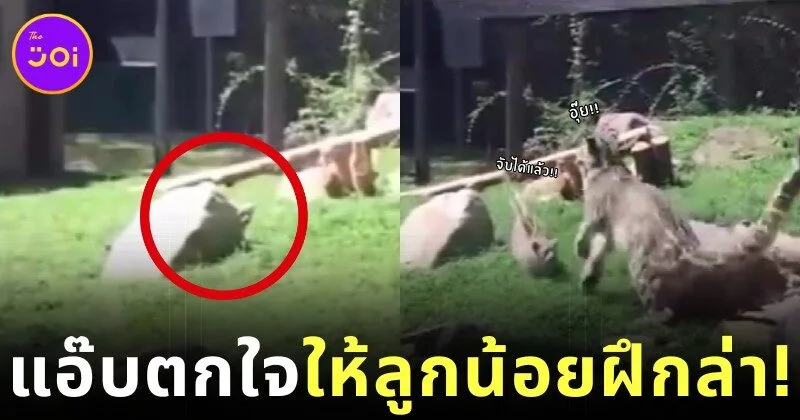 เผยคลิปไวรัล "แม่เสือดาวหิมะแอ๊บตกใจเว่อร์วัง" สอนลูกน้อยฝึกทักษะล่าเหยื่อแบบมือโปร