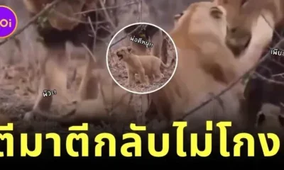 "ลูกใคร ๆ ก็รัก!" พ่อสิงโตตีก้นลูกน้อยหลังซุกซน แม่ไม่อยู่เฉย ลุกขึ้นมาจัดการสามีทันที!
