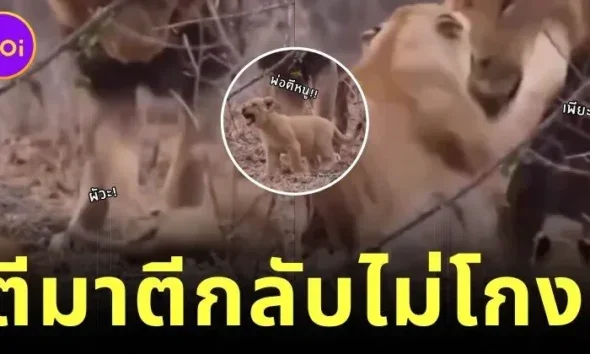 "ลูกใคร ๆ ก็รัก!" พ่อสิงโตตีก้นลูกน้อยหลังซุกซน แม่ไม่อยู่เฉย ลุกขึ้นมาจัดการสามีทันที!