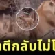 "ลูกใคร ๆ ก็รัก!" พ่อสิงโตตีก้นลูกน้อยหลังซุกซน แม่ไม่อยู่เฉย ลุกขึ้นมาจัดการสามีทันที!