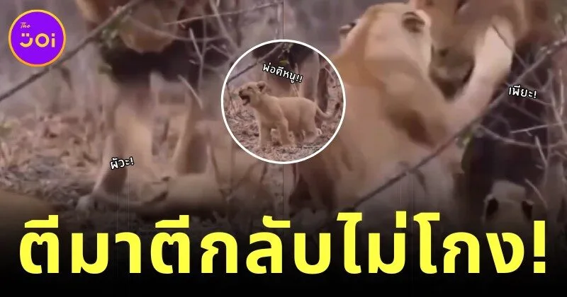 "ลูกใคร ๆ ก็รัก!" พ่อสิงโตตีก้นลูกน้อยหลังซุกซน แม่ไม่อยู่เฉย ลุกขึ้นมาจัดการสามีทันที!