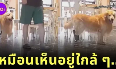 เผยคลิปสุดฮา! เจ้าหมาโกลเด้นตามหารองเท้าให้เจ้านาย สุดท้ายพบว่าอยู่ที่ "เท้าตัวเอง"