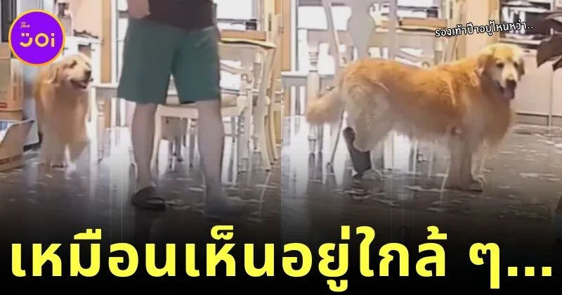 เผยคลิปสุดฮา! เจ้าหมาโกลเด้นตามหารองเท้าให้เจ้านาย สุดท้ายพบว่าอยู่ที่ "เท้าตัวเอง"