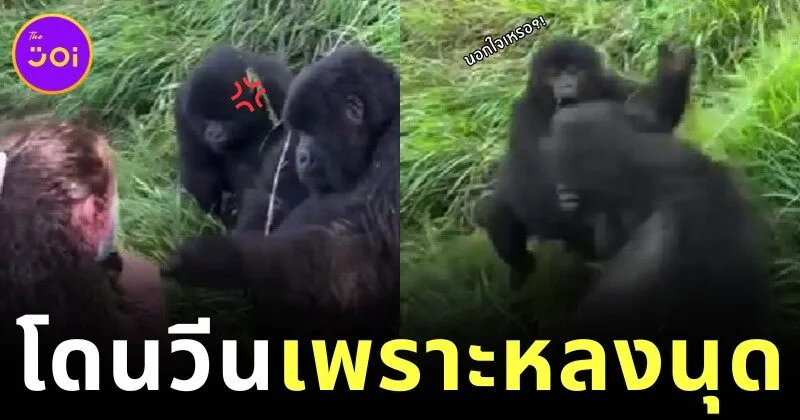 เมื่อกอริลลาหนุ่มติด (นุด) ผู้หญิง งานนี้แฟนสาวเลยม้วนหน้ามาจัดการ ก่อนวีนฉ่ำจนเป็นไวรัล!