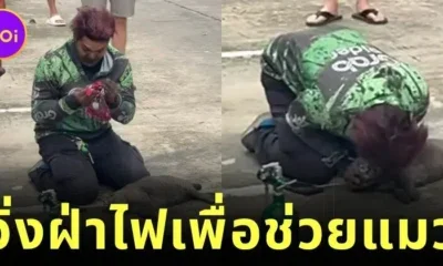 ชาวเน็ตสรรเสริญไรเดอร์ผู้กล้าหาญ วิ่งฝ่ากองไฟช่วยน้องแมวจากอาคารที่เกิดเพลิงไหม้