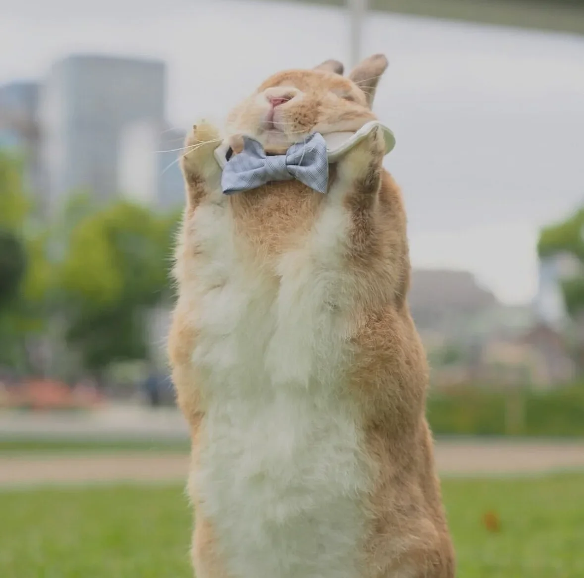 ภาพถ่ายกระต่าย กาตุ่ย น่ารัก usausausa1201