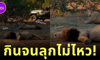 สิงโตกินเพลินปาก จนนอนพุงเต่งเป็น "ชูชก" ทำชาวเน็ตทั้งขำทั้งสงสารจนเป็นไวรัล!