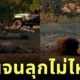 สิงโตกินเพลินปาก จนนอนพุงเต่งเป็น "ชูชก" ทำชาวเน็ตทั้งขำทั้งสงสารจนเป็นไวรัล!