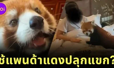 โรงแรมหรูในจีนเจอดราม่า! ใช้ "แพนด้าแดง" สัตว์ใกล้สูญพันธุ์ ปลุกแขกถึงเตียง จนถูกสั่งห้ามทันที