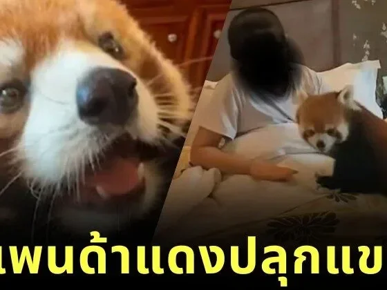 โรงแรมหรูในจีนเจอดราม่า! ใช้ "แพนด้าแดง" สัตว์ใกล้สูญพันธุ์ ปลุกแขกถึงเตียง จนถูกสั่งห้ามทันที