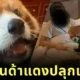 โรงแรมหรูในจีนเจอดราม่า! ใช้ "แพนด้าแดง" สัตว์ใกล้สูญพันธุ์ ปลุกแขกถึงเตียง จนถูกสั่งห้ามทันที
