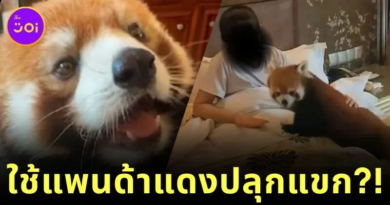 โรงแรมหรูในจีนเจอดราม่า! ใช้ "แพนด้าแดง" สัตว์ใกล้สูญพันธุ์ ปลุกแขกถึงเตียง จนถูกสั่งห้ามทันที