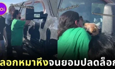 เจ้าตูบล็อกตัวเองไว้ในรถ เจ้าของงัดไม้ตาย "อุ้มหมาตัวอื่น" กระตุ้นให้สุนัขตัวเองอิจฉา จนยอมปลดล็อก!