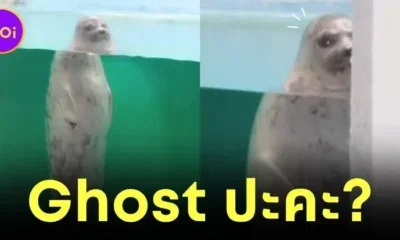 Seal in japanese aquarium loosk like a ghost
