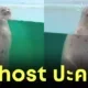 Seal in japanese aquarium loosk like a ghost