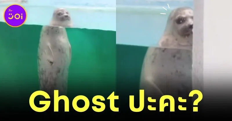 Seal in japanese aquarium loosk like a ghost