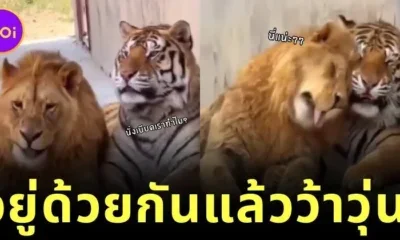 Tiger and Lion Live Together Funny
