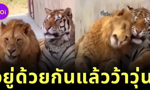 Tiger and Lion Live Together Funny