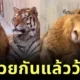 Tiger and Lion Live Together Funny
