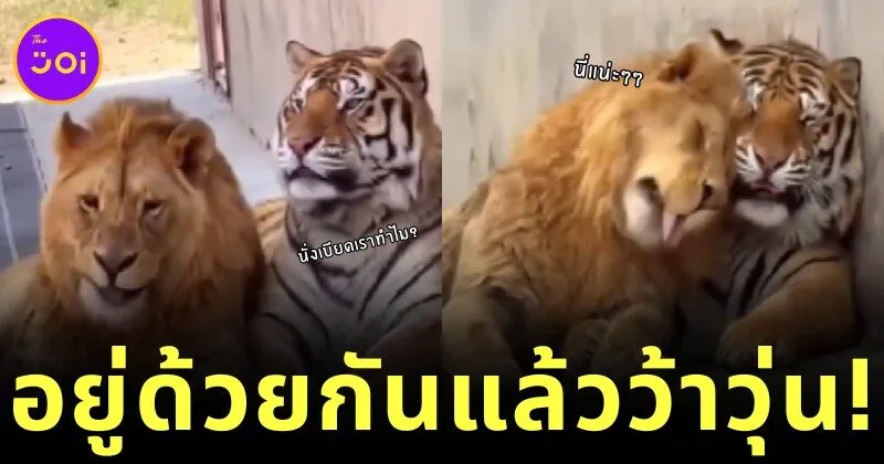 Tiger and Lion Live Together Funny